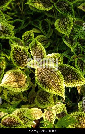 Urticaceae Pilea Moon Valley Panamiga Freundschaft Pflanzenhintergrund mit tief grünen Blättern, die hellgrün mit einer rauhen Textur gesäumt sind. Stockfoto