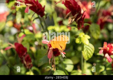 Orange Julia Schmetterling bekannt als Dryas Julia in einem botanischen Garten in Sarasota, Florida Stockfoto