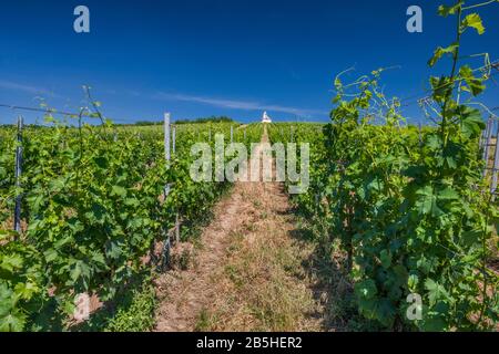 Weinberg, fernen Kapelle auf Hügel, Tokajer Wein Region, nördlichen Hochland, Borsod-Abauj-Zemplen County, Ungarn Stockfoto