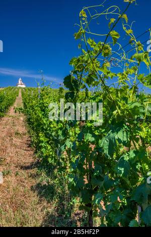 Weinberg, fernen Kapelle auf Hügel, Tokajer Wein Region, nördlichen Hochland, Borsod-Abauj-Zemplen County, Ungarn Stockfoto