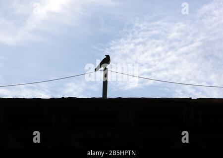 Silhouette eines einzelnen Vogels, der auf einem Telegrafenpfahl über einem Dach mit hellblauem Himmel und fiederweißen Wolken im Hintergrund thront Stockfoto