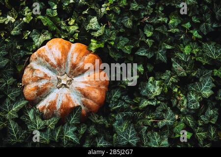 Der große, leuchtend orangefarbene Kürbis liegt in grünen Lamellen Efeus im Garten. Konzept - Herbsthintergrund, Ernte. Dunkler Hintergrund Stockfoto