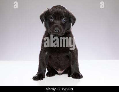 In voller Länge Aufnahme von jungen schwarzen Labrador Welpen sitzen und schauen direkt auf die Kamera mit schlichten grauen Hintergrund Stockfoto