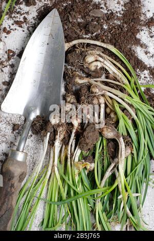 Schneeglöckchen im Grün. Nach der Blüte einen Klumpen Schneeglöckchen aufteilen, um den Bestand zu erhöhen. UK Stockfoto