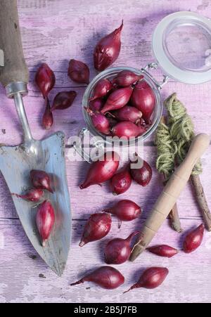 Allium Cepa. Zwiebelsätze "Red Baron" mit Trowel und Streichellinienführung bereit für die Bepflanzung. GROSSBRITANNIEN Stockfoto