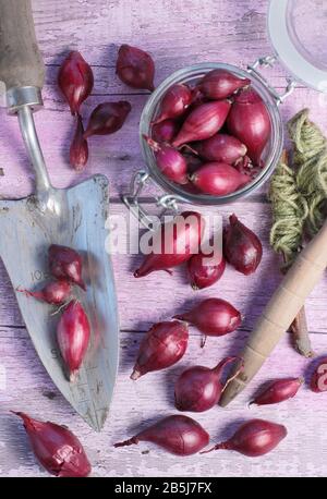 Allium Cepa. Zwiebelsätze "Red Baron" mit Trowel und Streichellinienführung bereit für die Bepflanzung. GROSSBRITANNIEN Stockfoto