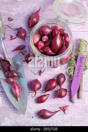 Allium Cepa. Zwiebelsätze "Red Baron" mit Trowel und Streichellinienführung bereit für die Bepflanzung. GROSSBRITANNIEN Stockfoto