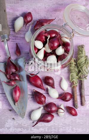 Allium Cepa. Zwiebelsätze "Roter Baron" und "Schneeball" mit Trowel und Streichellinienführung bereit für die Bepflanzung. GROSSBRITANNIEN Stockfoto