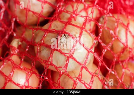 Allium Cepa. Zwiebelsätze "tuttgarter" in einem Netzbeutel. GROSSBRITANNIEN. AGM Stockfoto