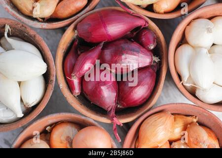 Allium Cepa. Zwiebelsätze - "Roter Baron", "Tuttgarter", "Centurion" und "Nowball" - in Tontöpfen. Stockfoto