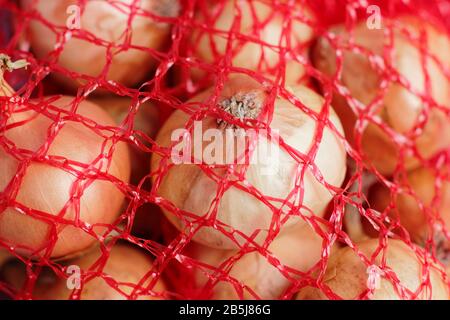 Allium Cepa. Zwiebelsätze "tuttgarter" in einem Netzbeutel. GROSSBRITANNIEN. AGM Stockfoto