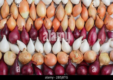 Allium Cepa. Sätze unreifer Zwiebeln - Stuttgarter, Centurion, Roter Baron und Schneeball. GROSSBRITANNIEN Stockfoto