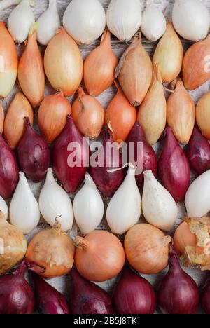 Allium Cepa. Sätze unreifer Zwiebeln - Stuttgarter, Centurion, Roter Baron und Schneeball. GROSSBRITANNIEN Stockfoto