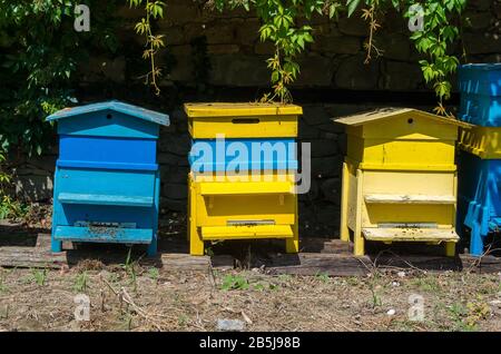 Imkerei in einem Hinterhof. Bienenhives Stockfoto