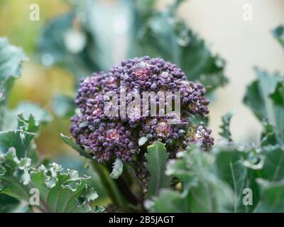 Der frühe Purple Sprießende Brokkoli wuchs im März in einem Gemüsegarten. Stockfoto