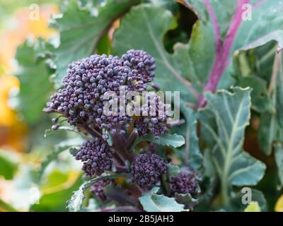 Der frühe Purple Sprießende Brokkoli wuchs im März in einem Gemüsegarten. Stockfoto