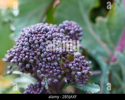 Der frühe Purple Sprießende Brokkoli wuchs im März in einem Gemüsegarten. Stockfoto