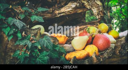 Ein rustikales Herbststillleben mit Kürbissen und goldenen Blättern auf einer Holzoberfläche im Garten. Ein rustikales Herbststillleben mit Kürbissen. Stockfoto