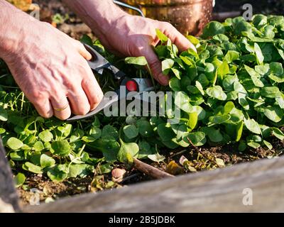 Gärtner erntet Winterpurslane Stockfoto