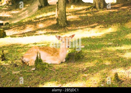 Niedliches Baby Rehe, das im Wald ruht. Stockfoto