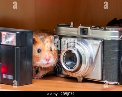 Syrischer Hamster (Mesocricetus auratus) Goldener Hamster Stockfoto