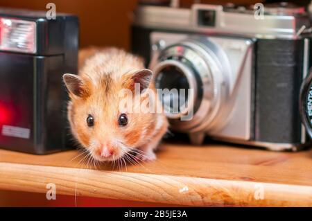 Syrischer Hamster (Mesocricetus auratus) Goldener Hamster Stockfoto