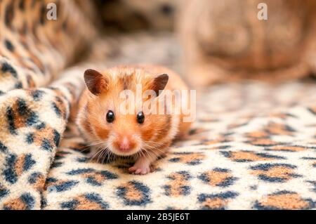 Syrischer Hamster (Mesocricetus auratus) Goldener Hamster Stockfoto