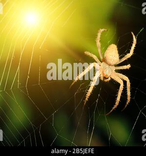 Große braune Spinne in Strahlen, die Sonne unterstellen Stockfoto