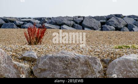 Am Kieselstrand wächst ein Busch mit roten Blättern mit großen Felsen im Vordergrund und Hintergrund bei West Sands, Selsey. Stockfoto