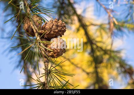 Detailliertes Bild der Kegel von Larix decidua (europäischer Larch) in einem Wald Stockfoto