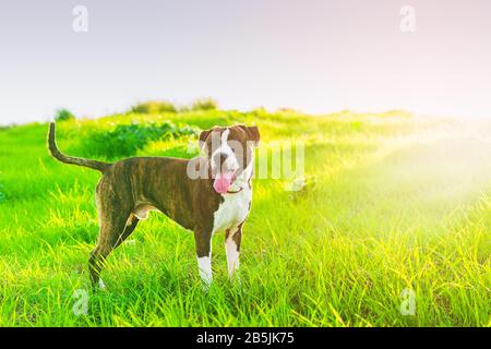 American Stanford oder Staffordshire auf dem Feld mit Kopierbereich für Text Stockfoto