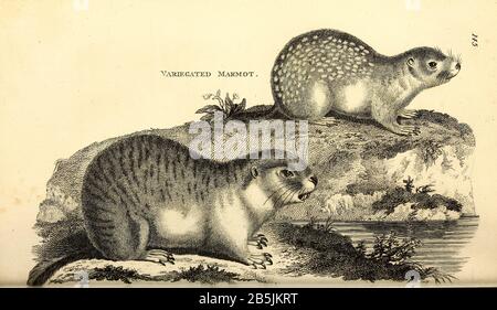 Marmot aus der allgemeinen Zoologie, oder, Systematische Naturgeschichte Vol 2 Mammalia, von Shaw, George, 1751-1813; Stephens, James Francis, 1792-1853; Heath, Charles, 1785-1848, Graveur; Griffith, Mrs., Graveur; Chappelow. Copperplate Gedruckt 1801 in London von G. Kearsley Stockfoto