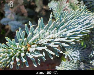 Nahaufnahme von jungen Aufnahmen von Abies procera oder Noble Tanne in einem botanischen Garten Stockfoto