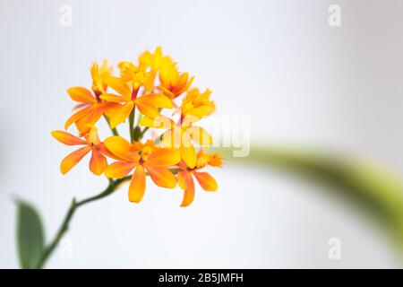 Anders aussehende orangefarbene Orchidee, genannt Epidendrum Radikane mit schönen, in den Dolmen aufblühenden Blumen Stockfoto