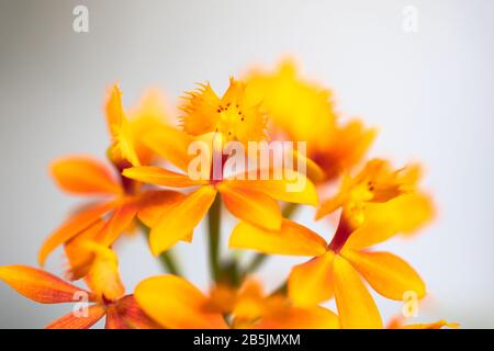 Anders aussehende orangefarbene Orchidee, genannt Epidendrum Radikane mit schönen, in den Dolmen aufblühenden Blumen Stockfoto
