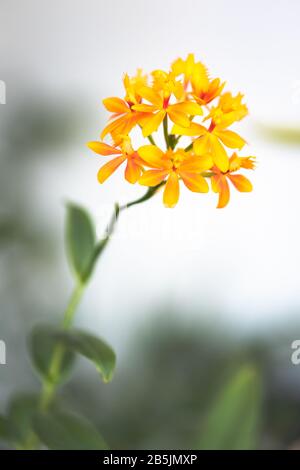 Anders aussehende orangefarbene Orchidee, genannt Epidendrum Radikane mit schönen, in den Dolmen aufblühenden Blumen Stockfoto