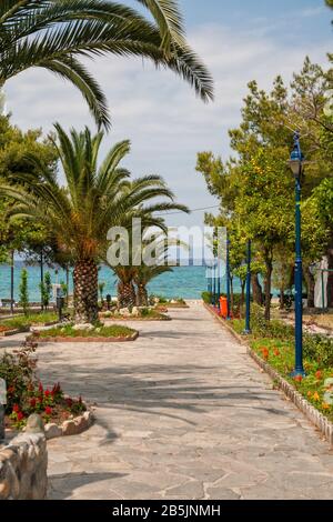 Chalkidiki oder Halkidiki, Weg zum Meer. Die Parkallee mit Palmen und Orangenbäumen führt mit klarem türkisfarbenem Wasser ins Meer Stockfoto