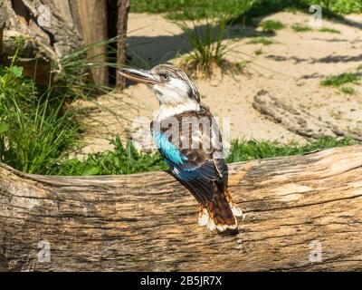 Blau geflügelte Kookaburra auf einem Holzklöckle stehend Stockfoto