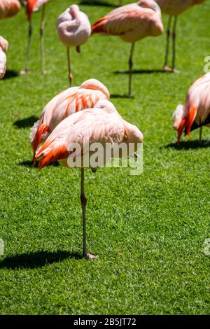 Flamingo im Vordergrund und andere Flamingo-Vögel im Umkreis Stockfoto