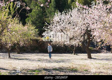 Kinder wandern an sonnigen Tagen in einem schönen blühenden Mandelbaumgarten Stockfoto