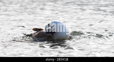 Kanada Gänse auf dem Wasser Stockfoto