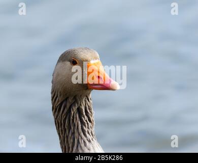 Gäu-Gans dicht auf dem Wasser Stockfoto