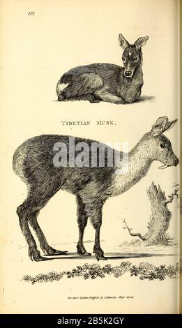 Tibetian Musk Deer von General Zoology, or, Systematic Natural History Vol II Part 2 Mammalia, von Shaw, George, 1751-1813; Stephens, James Francis, 1792-1853; Heath, Charles, 1785-1848, Graveur; Griffith, Mrs., Graveure; Chappelow. Copperplate Gedruckt 1801 in London von G. Kearsley Stockfoto