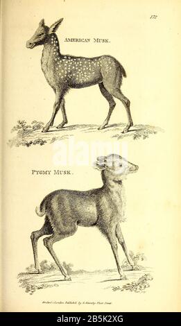 Musk Deers from General Zoology, or, Systematic Natural History Vol II Part 2 Mammalia, by Shaw, George, 1751-1813; Stephens, James Francis, 1792-1853; Heath, Charles, 1785-1848, Graveure; Griffith, Mrs., Graveure; Chappelow. Copperplate Gedruckt 1801 in London von G. Kearsley Stockfoto