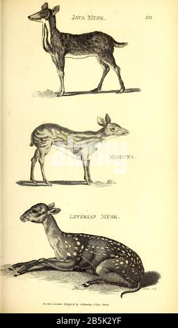 Musk Deers from General Zoology, or, Systematic Natural History Vol II Part 2 Mammalia, by Shaw, George, 1751-1813; Stephens, James Francis, 1792-1853; Heath, Charles, 1785-1848, Graveure; Griffith, Mrs., Graveure; Chappelow. Copperplate Gedruckt 1801 in London von G. Kearsley Stockfoto