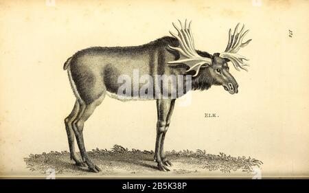 Elk aus der allgemeinen Zoologie, oder, Systematische Naturgeschichte Vol II Teil 2 Mammalia, von Shaw, George, 1751-1813; Stephens, James Francis, 1792-1853; Heath, Charles, 1785-1848, Graveur; Griffith, Mrs., Graveur; Chappelow. Copperplate Gedruckt 1801 in London von G. Kearsley Stockfoto