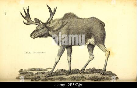 Elk aus der allgemeinen Zoologie, oder, Systematische Naturgeschichte Vol II Teil 2 Mammalia, von Shaw, George, 1751-1813; Stephens, James Francis, 1792-1853; Heath, Charles, 1785-1848, Graveur; Griffith, Mrs., Graveur; Chappelow. Copperplate Gedruckt 1801 in London von G. Kearsley Stockfoto