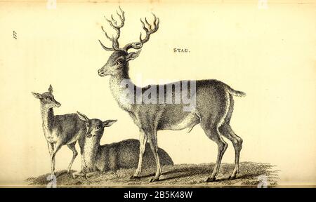 Stag aus der allgemeinen Zoologie, oder, Systematische Naturgeschichte Vol II Teil 2 Mammalia, von Shaw, George, 1751-1813; Stephens, James Francis, 1792-1853; Heath, Charles, 1785-1848, Graveur; Griffith, Mrs., Graveur; Chappelow. Copperplate Gedruckt 1801 in London von G. Kearsley Stockfoto