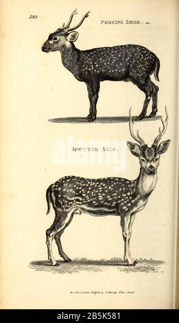 Rehe aus der allgemeinen Zoologie, oder, Systematische Naturgeschichte Vol II Teil 2 Mammalia, von Shaw, George, 1751-1813; Stephens, James Francis, 1792-1853; Heath, Charles, 1785-1848, Graveur; Griffith, Mrs., Graveur; Chappelow. Copperplate Gedruckt 1801 in London von G. Kearsley Stockfoto