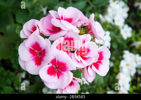 Rosa Geranienblume mit rotem Zentrum in diesem atemberaubenden Gartenfloral. Zarte Kronblätter in Rosa und Rot und auffällig vor dem dunkelgrünen Hintergrund. Stockfoto